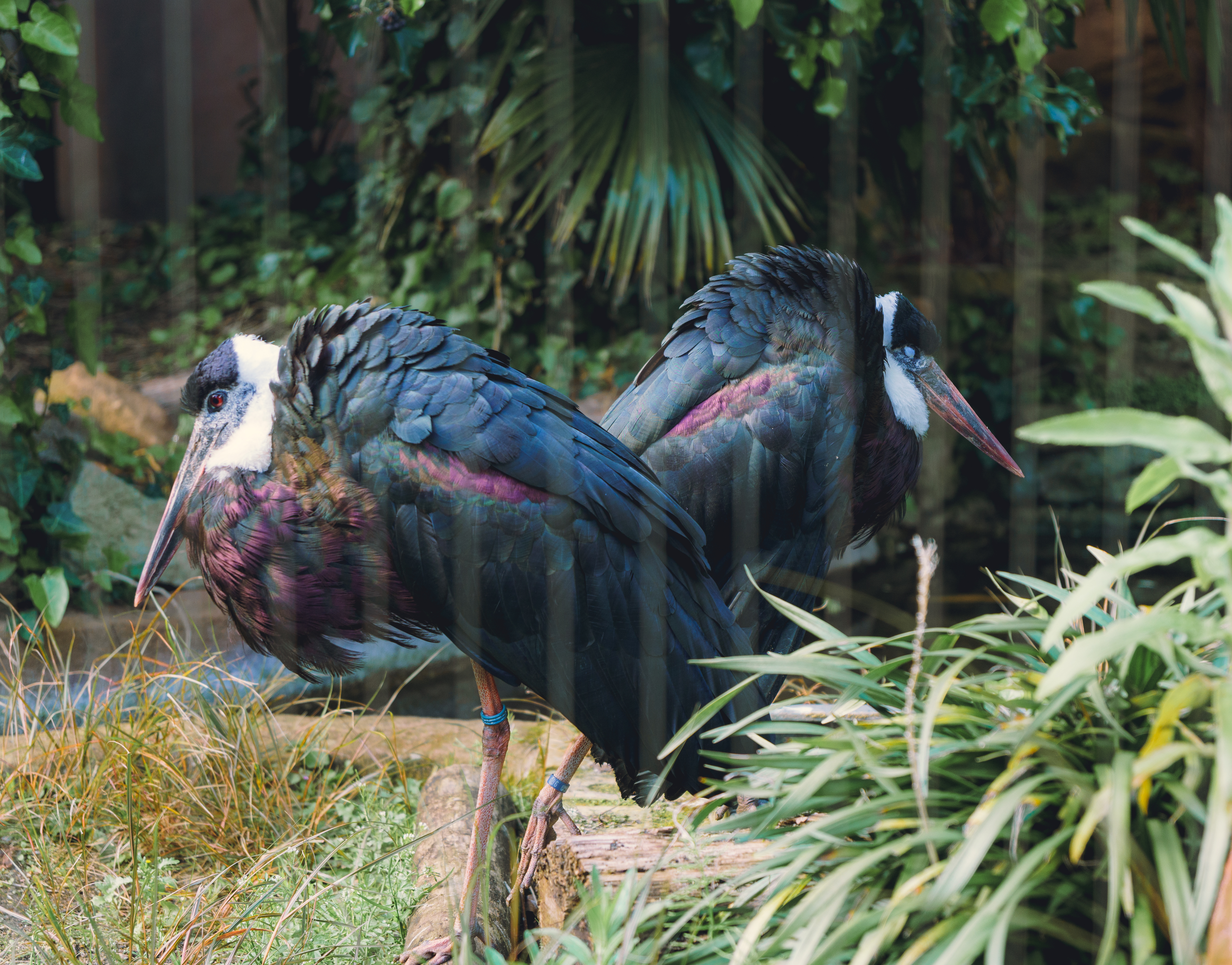 A Pair Of Wooly Necked Stork